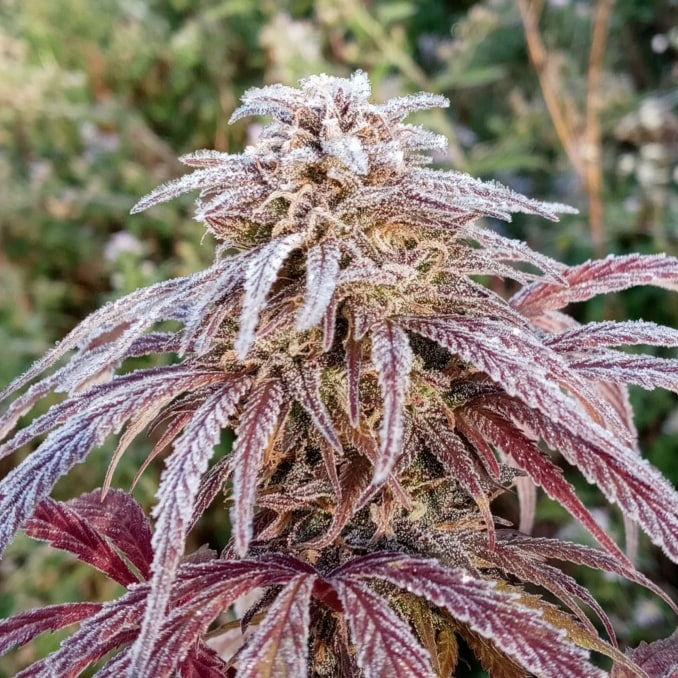 Niben f5 (6 Feminized Seeds)