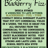 Blackberry Fizz (6 Feminized Seeds)