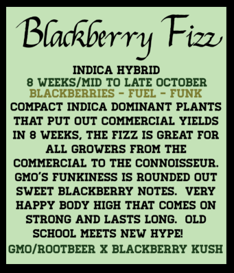 Blackberry Fizz (6 Feminized Seeds)