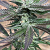 Chillmatic (6 Feminized Seeds)