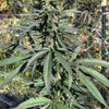 Double Charas (12 Regular Seeds)