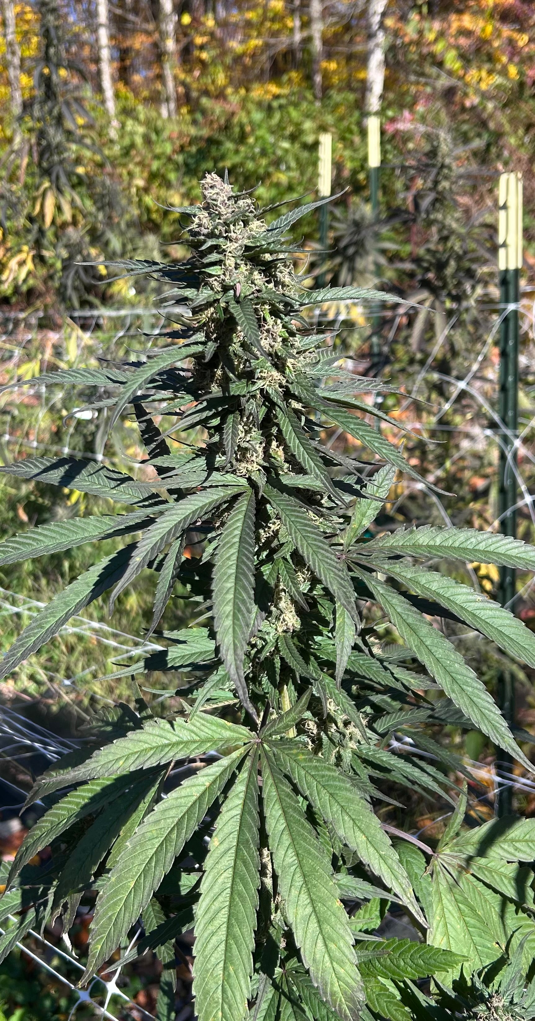 Double Charas (12 Regular Seeds)