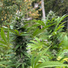 Double Charas (12 Regular Seeds)