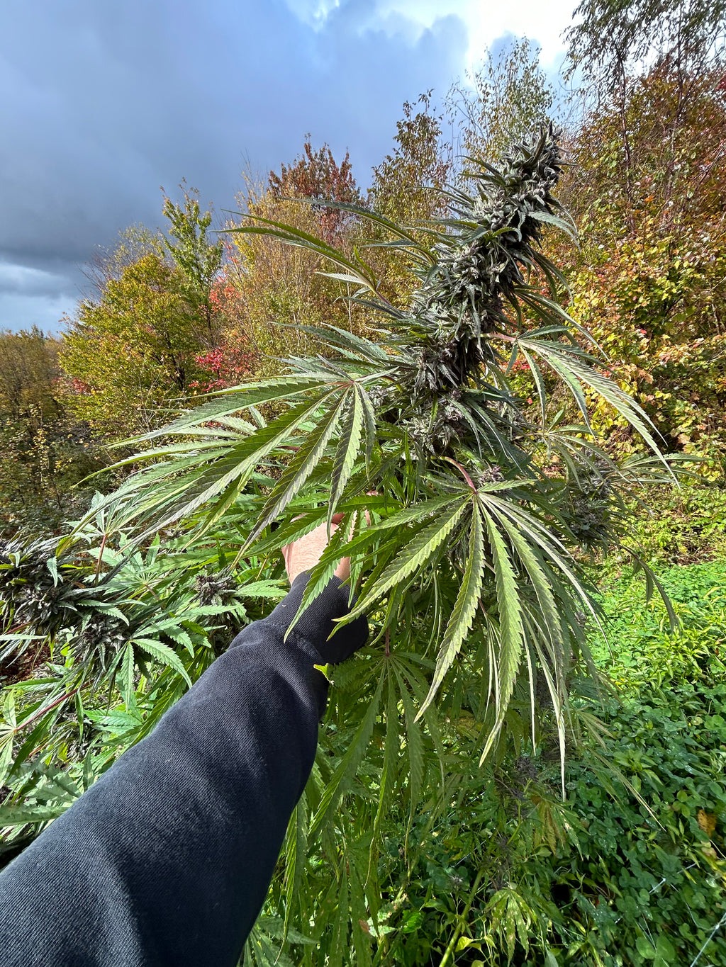 Bluebell (6 Feminized Seeds)