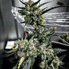 Pure Vermont (6 Feminized Seeds)