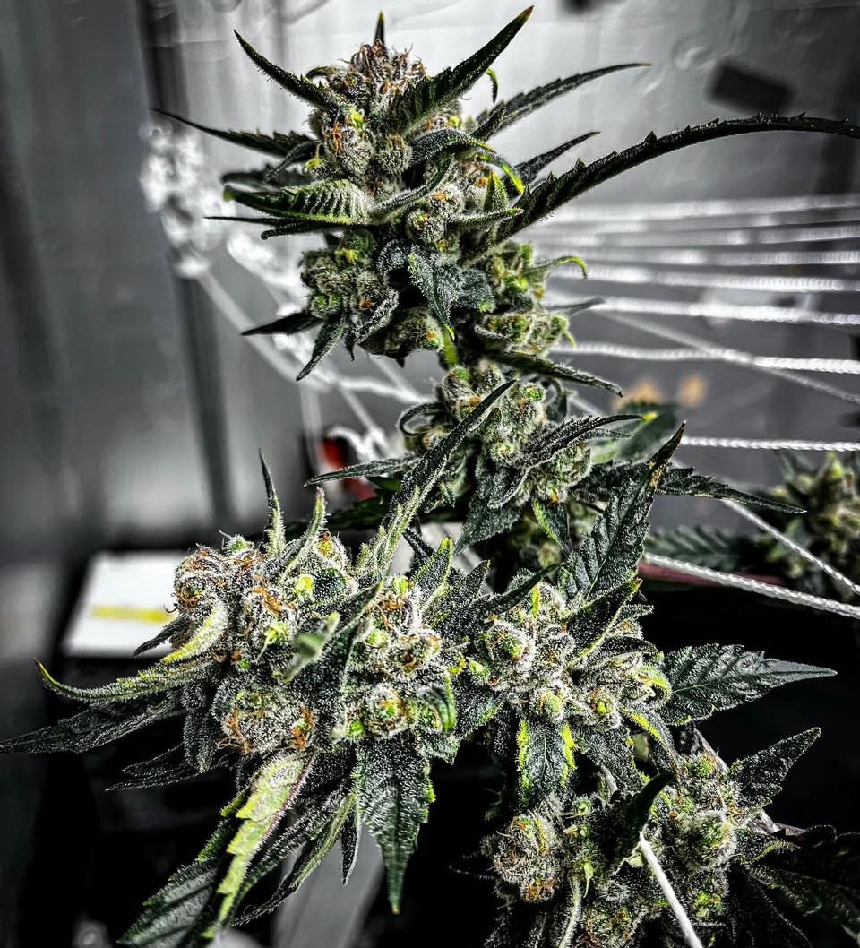 Pure Vermont (6 Feminized Seeds)