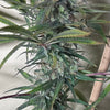 '71 BOEL Oaxacan (12 Regular Seeds)