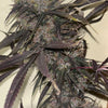 '71 BOEL Oaxacan (12 Regular Seeds)