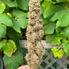 Lemon Thai f6 (12 Regular Seeds)