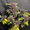 Lethal Purple IBL (24 Regular Seeds)