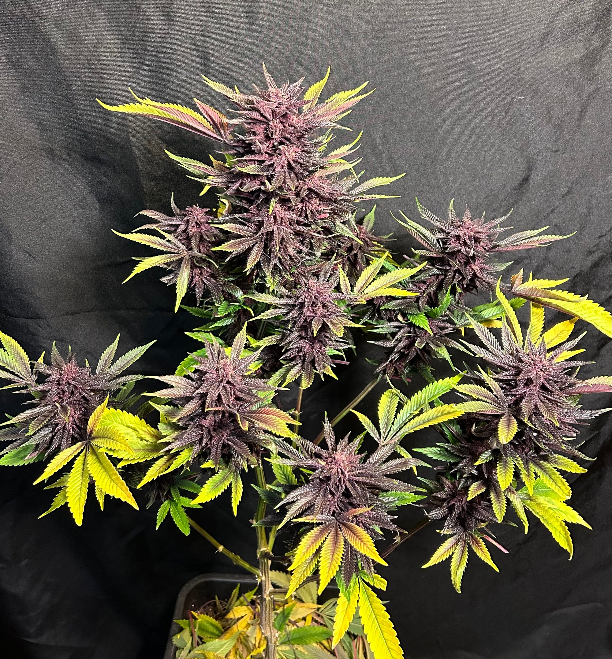 Lethal Purple IBL (24 Regular Seeds)
