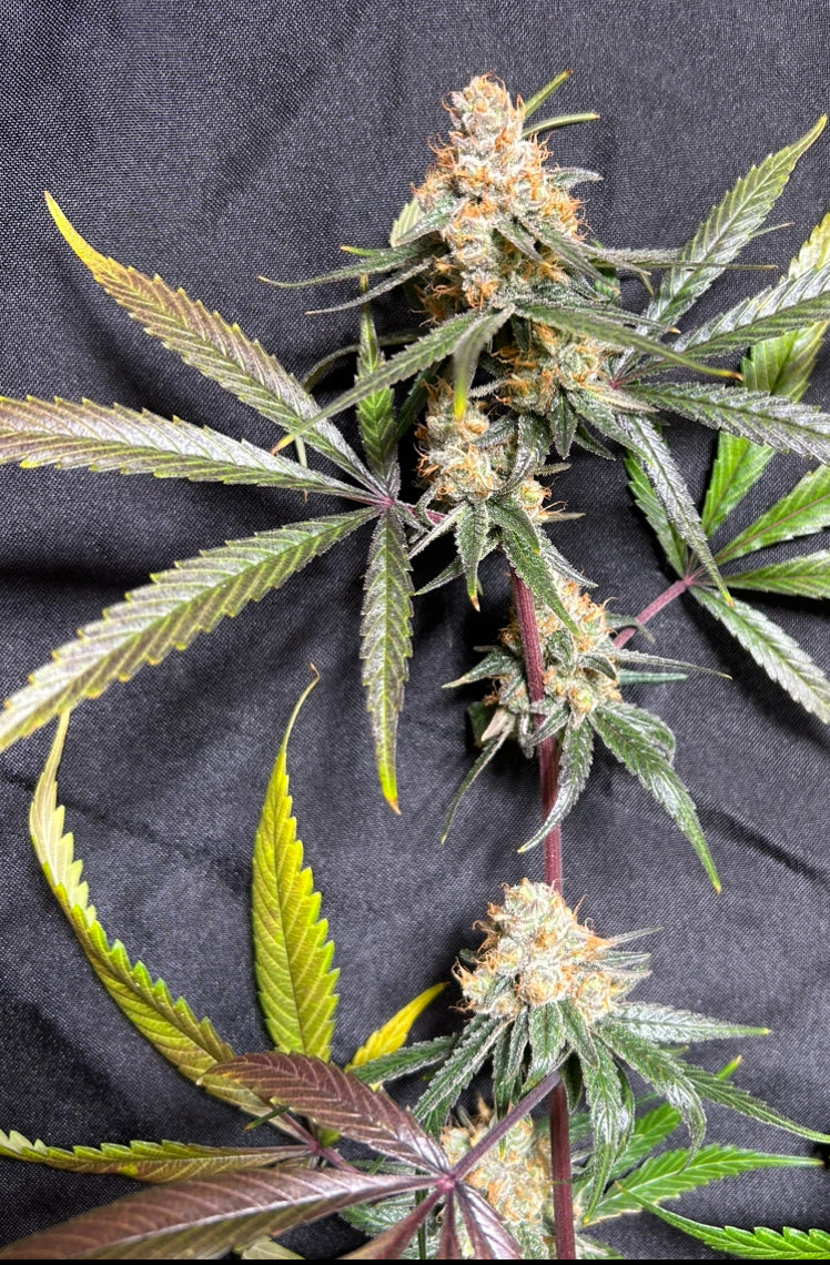 Mexican Beach Weed (12 Regular Seeds)