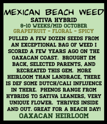 Mexican Beach Weed (12 Regular Seeds)