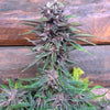 Milk Tea (6 Feminized Seeds)