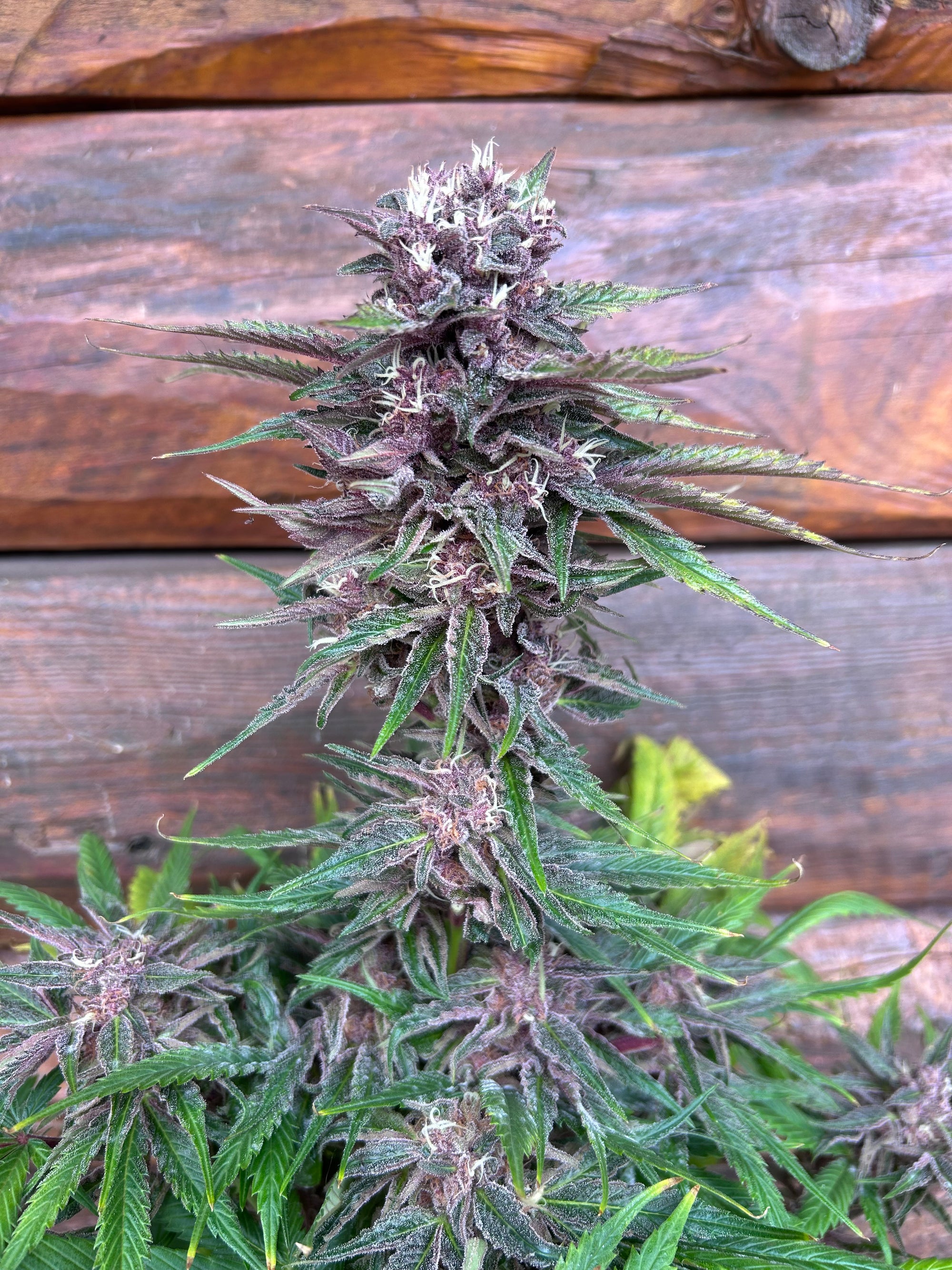 Milk Tea (6 Feminized Seeds)