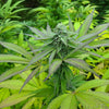 Niben f5 IBL (24 Regular Seeds)
