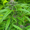 Purple Chitral Kush (12 Regular Seeds)