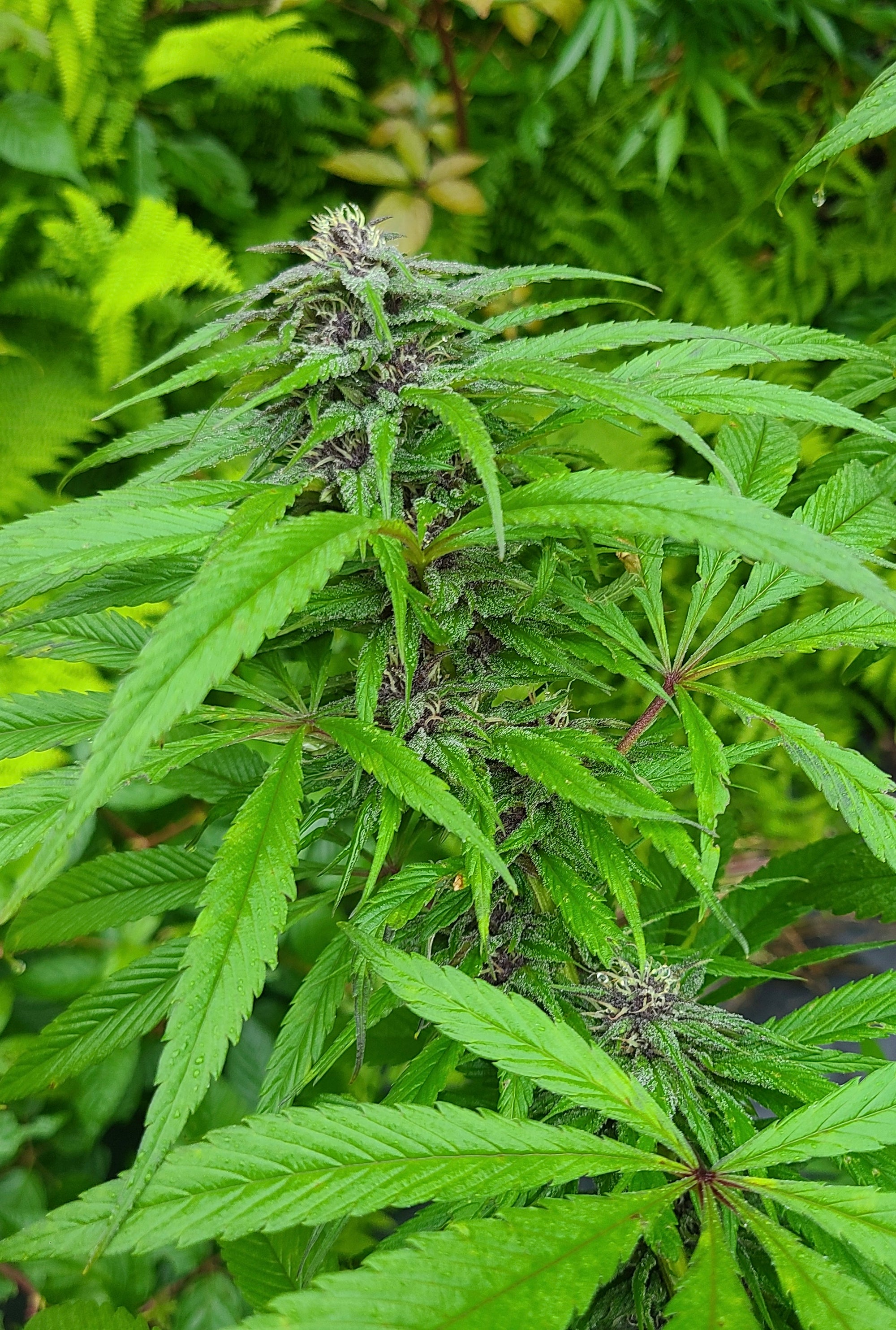 Purple Chitral Kush (12 Regular Seeds)