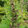 Purple Chitral Kush (12 Regular Seeds)