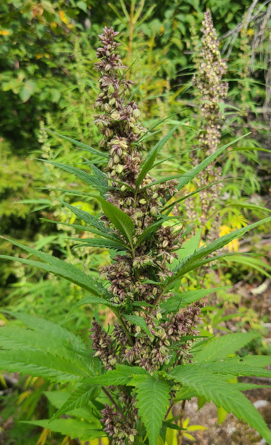Purple Chitral Kush (12 Regular Seeds)