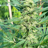 Pure Vermont (6 Feminized Seeds)