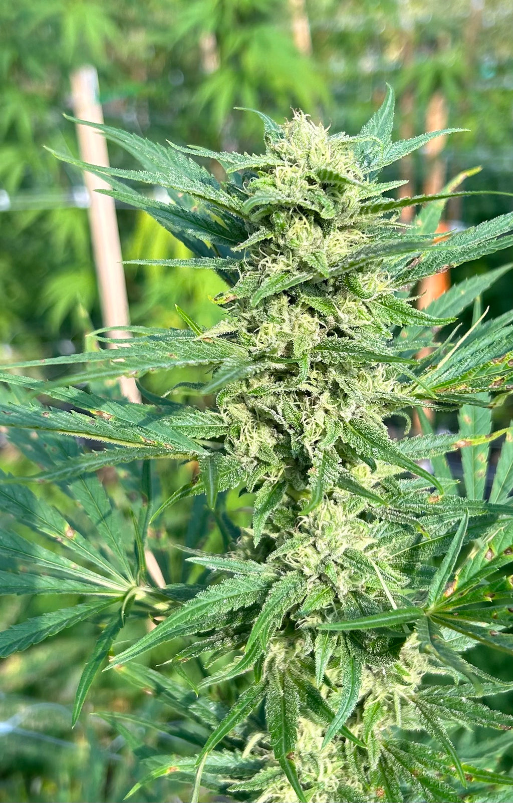 Pure Vermont (6 Feminized Seeds)