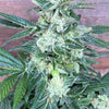Royal Savage (6 Feminized Seeds)