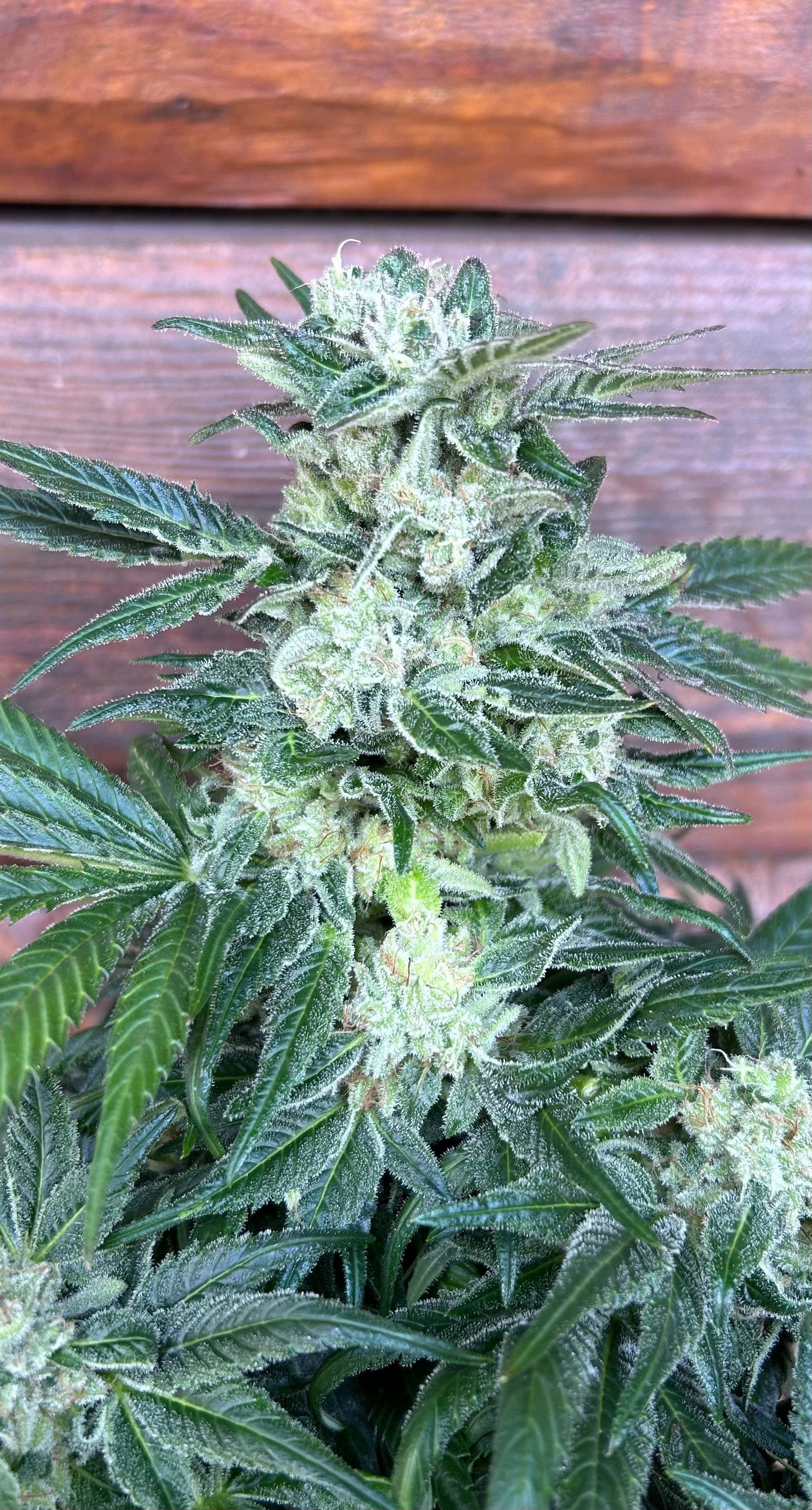 Royal Savage (6 Feminized Seeds)