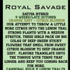Royal Savage (6 Feminized Seeds)