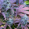 Siam Sour (12 Regular Seeds)