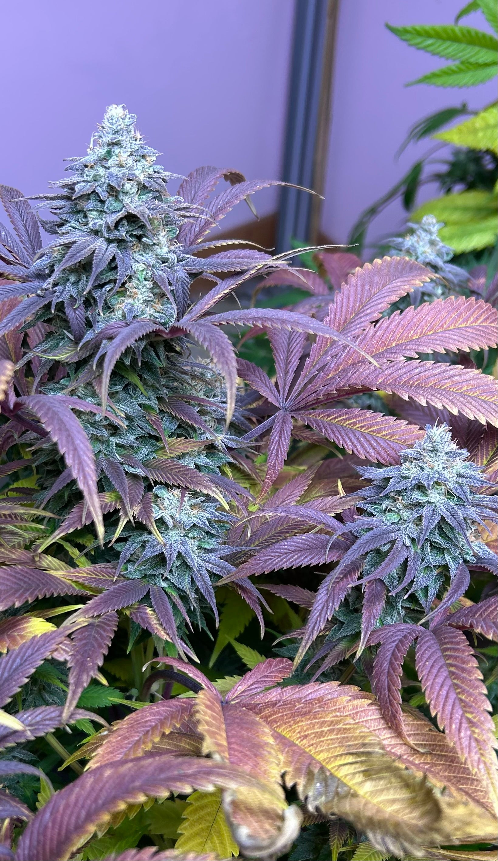 Siam Sour (12 Regular Seeds)