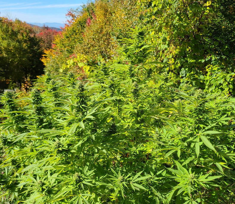 Smuckerz (6 Feminized Seeds)