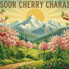 Sour Cherry Charas (12 Regular Seeds)