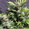 Sour Grapes (6 Feminized Seeds)