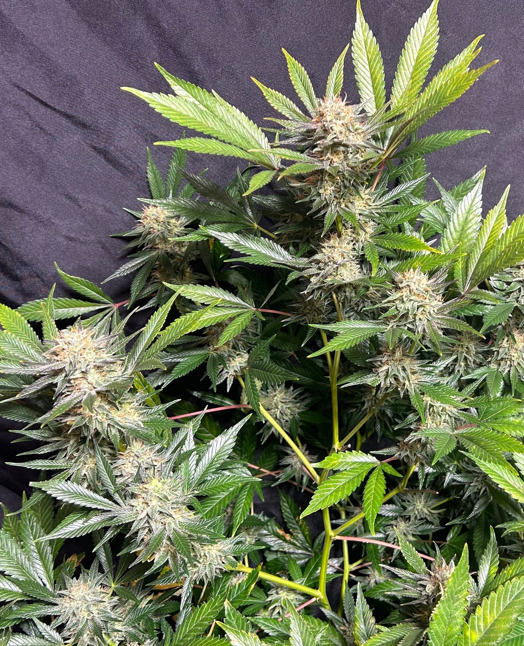Sour Grapes (6 Feminized Seeds)