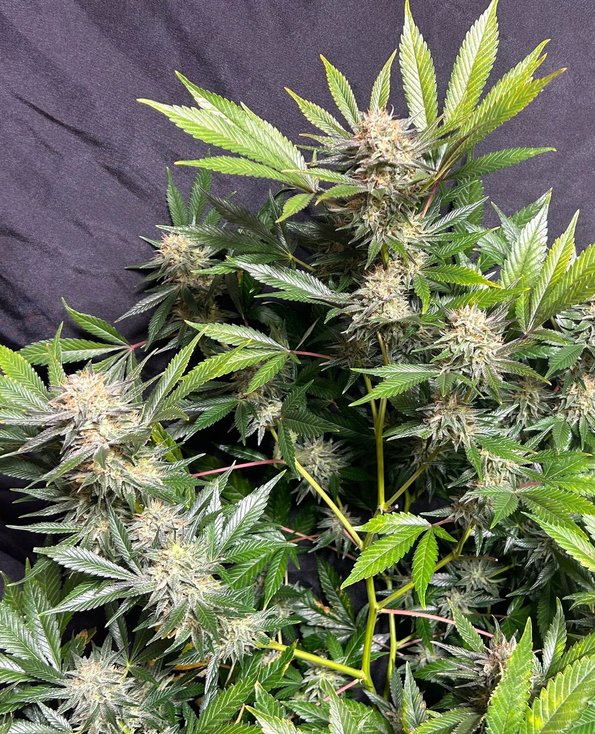 Sour Grapes (6 Feminized Seeds)