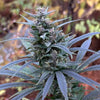 Sour Cherry Charas (12 Regular Seeds)