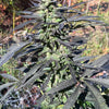 Sour Cherry Charas (12 Regular Seeds)