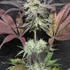 Stinky Pinky (6 Feminized Seeds)
