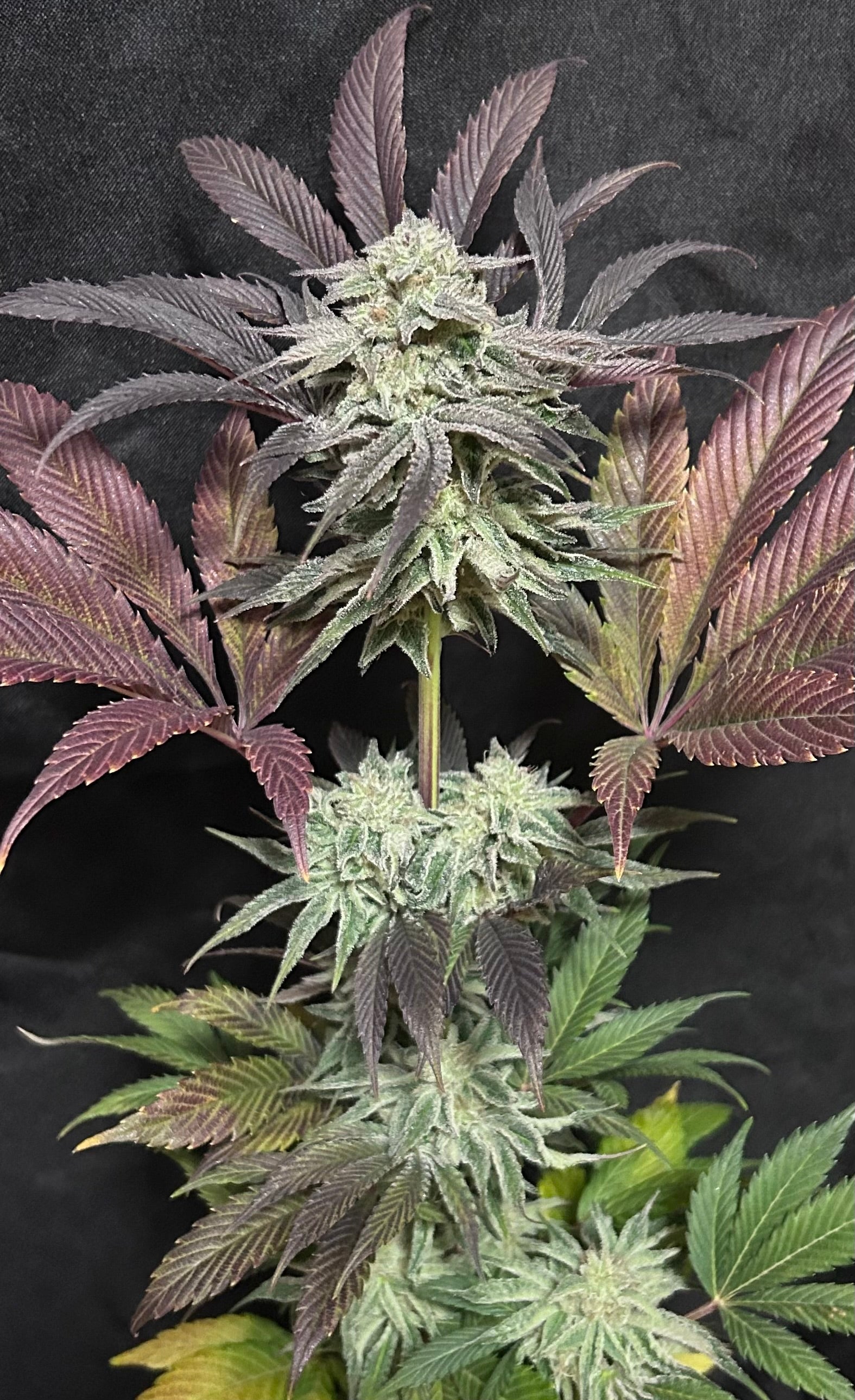 Stinky Pinky (6 Feminized Seeds)