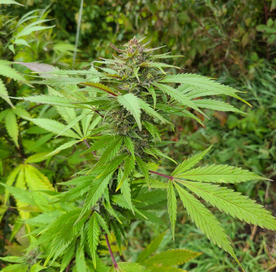 Stonefruitz (6 Feminized Seeds)