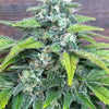 Summer Dreams (6 Feminized Seeds)