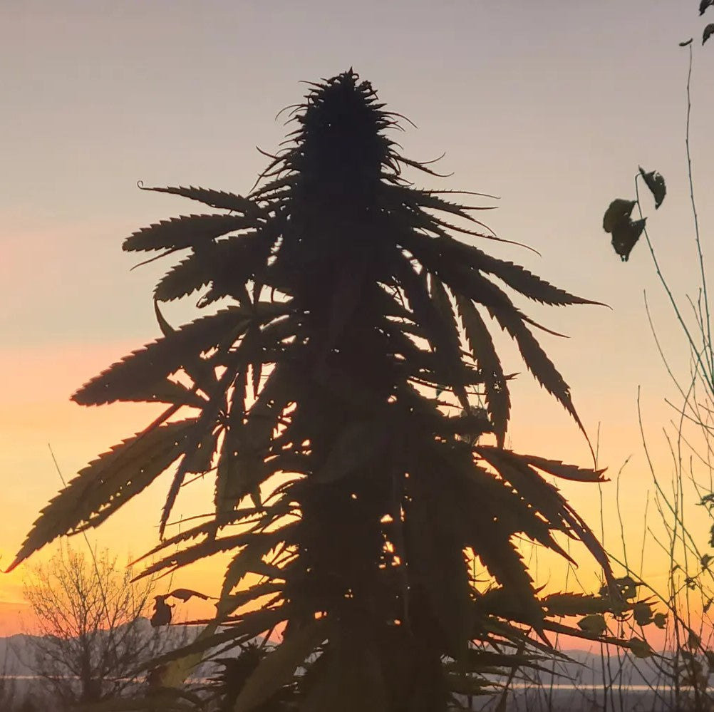 Silhouette of a cannabis plant against a sunset sky