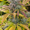 Test Pilot (12 Regular Seeds)