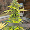 Viperhouse OG (6 Feminized Seeds)