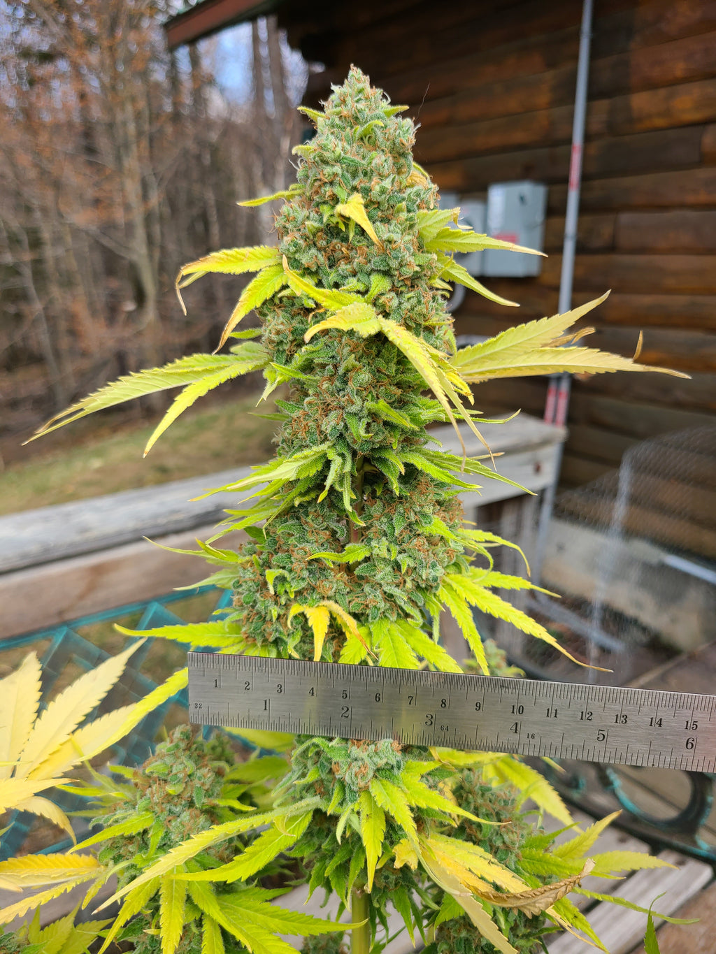Viperhouse OG (6 Feminized Seeds)