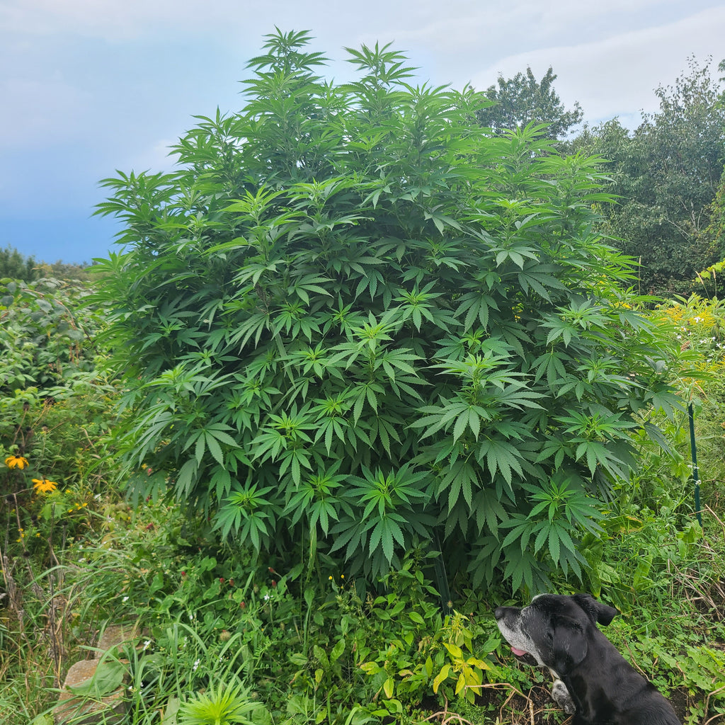 Viperhouse OG (6 Feminized Seeds)