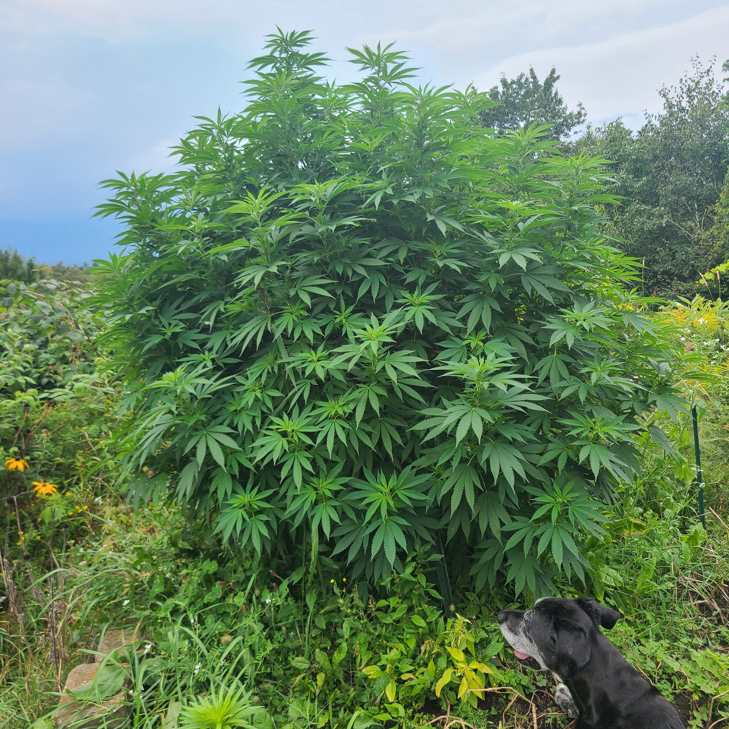 Viperhouse OG (6 Feminized Seeds)