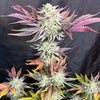 Anthomancer (6 Feminized Seeds)