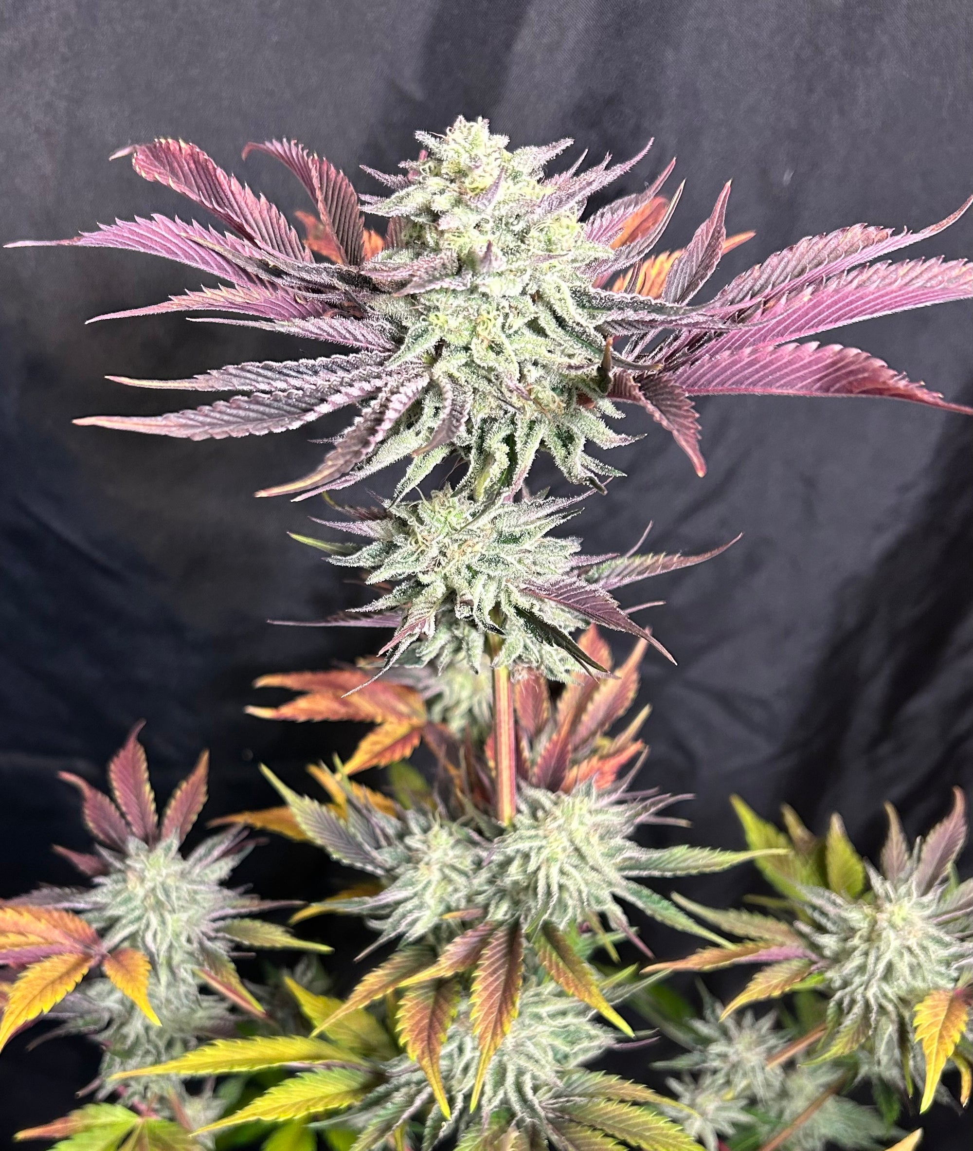 Anthomancer (12 Regular Seeds)